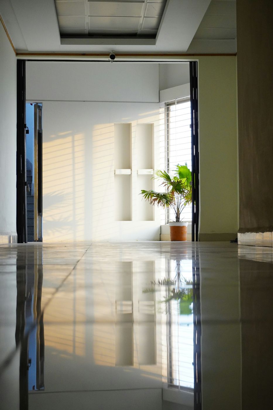 A polished hard floor reflecting a doorway, a window and a plant